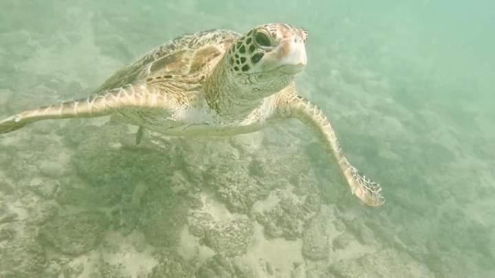 Jk House Turtle Point 호텔 디크웰라 외부 사진